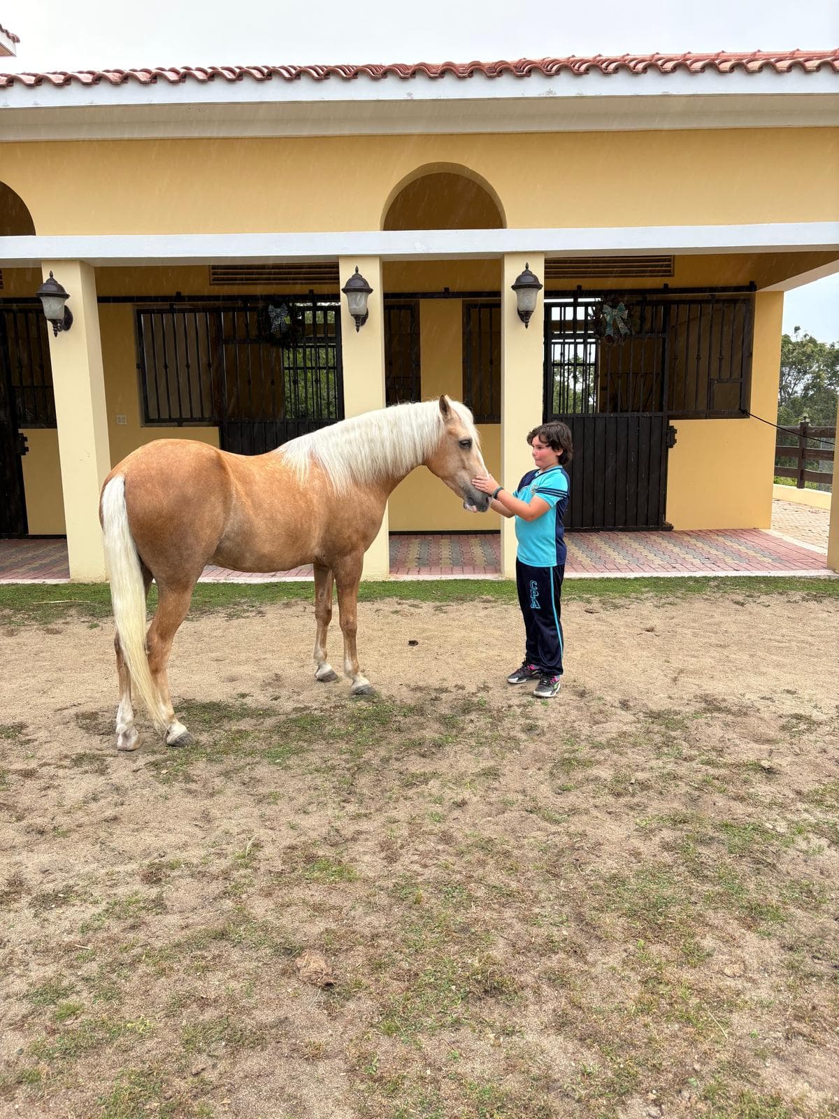 Niño acariciando a un caballo palomino frente a las caballerizas